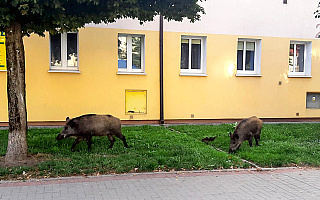 Dziki na ulicach Olsztyna i obwodnicy miasta. W tym tygodniu ruszy akcja ich usypiania